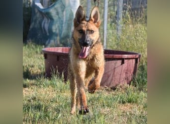 Mandy - nette freundliche verschmuste Schäferhündin (Mix)