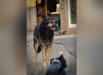 Schöne Russin Chippa