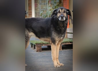 Schöne Russin Chippa