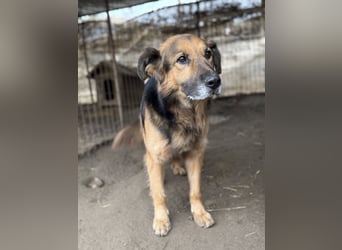 Hektor -Sensibler Deutscher Schäferhund-Mix, der im Tierheim immer ängstlicher wird