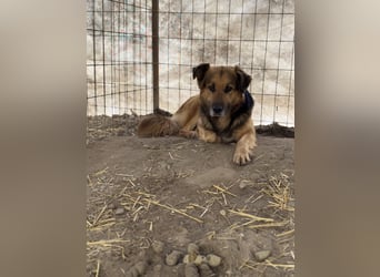 Hektor -Sensibler Deutscher Schäferhund-Mix, der im Tierheim immer ängstlicher wird
