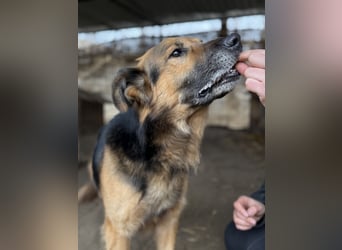 Hektor -Sensibler Deutscher Schäferhund-Mix, der im Tierheim immer ängstlicher wird