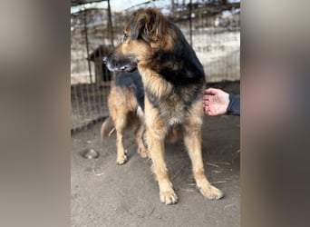 Hektor -Sensibler Deutscher Schäferhund-Mix, der im Tierheim immer ängstlicher wird