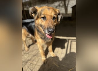 Hektor -Sensibler Deutscher Schäferhund-Mix, der im Tierheim immer ängstlicher wird