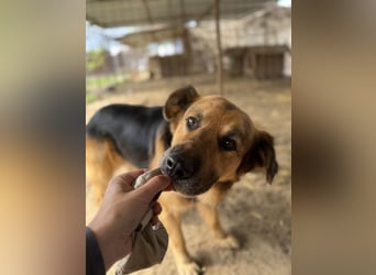 Hektor -Sensibler Deutscher Schäferhund-Mix, der im Tierheim immer ängstlicher wird