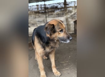 Hektor -Sensibler Deutscher Schäferhund-Mix, der im Tierheim immer ängstlicher wird