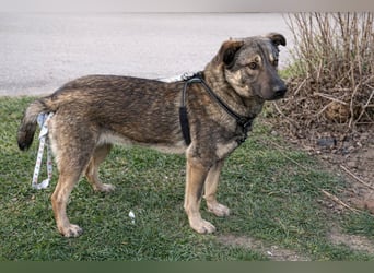 Dino - aktiver Traumhund