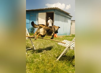 Dino - aktiver Traumhund