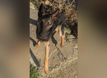 Tizón – junger Schäferhund mit Herz und Köpfchen sucht sein Für-immer-Zuhause