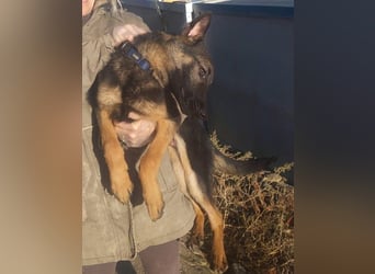 Tizón – junger Schäferhund mit Herz und Köpfchen sucht sein Für-immer-Zuhause