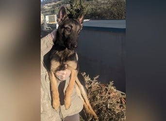 Tizón – junger Schäferhund mit Herz und Köpfchen sucht sein Für-immer-Zuhause