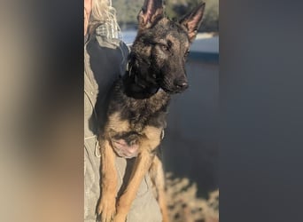 Tizón – junger Schäferhund mit Herz und Köpfchen sucht sein Für-immer-Zuhause