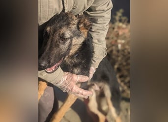 Tizón – junger Schäferhund mit Herz und Köpfchen sucht sein Für-immer-Zuhause