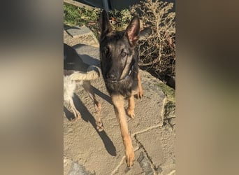 Tizón – junger Schäferhund mit Herz und Köpfchen sucht sein Für-immer-Zuhause