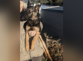 Tizón – junger Schäferhund mit Herz und Köpfchen sucht sein Für-immer-Zuhause