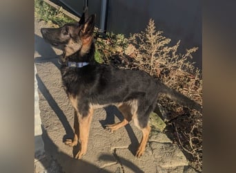 Tizón – junger Schäferhund mit Herz und Köpfchen sucht sein Für-immer-Zuhause