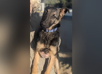 Tizón – junger Schäferhund mit Herz und Köpfchen sucht sein Für-immer-Zuhause