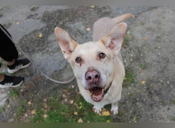 Sultan, Schäferhund- Kangal-Mix, geb, 2012, Sonnenschein sucht letztes Plätzchen