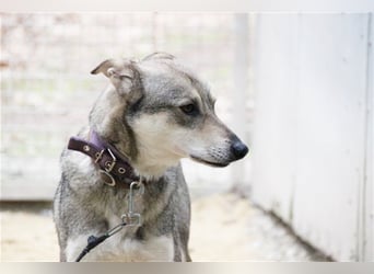 PATEN GESUCHT - Lilo, Schäferhund-Mix-Rüde, geb. 2021, noch keine Vermittlung