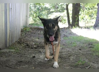 Mäxchen, Schäferhundmischling, geb. 2023, lustiger,liebevoller Rüde