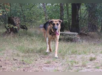 Ivan, Schäferhund-Mix, geb. 2021, ist ein Kuschel- und Couchhund der einen engen Anschluss an die Fa