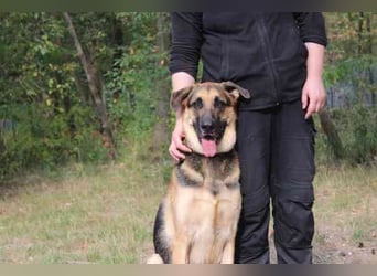 Ivan, Schäferhund-Mix, geb. 2021, ist ein Kuschel- und Couchhund der einen engen Anschluss an die Fa