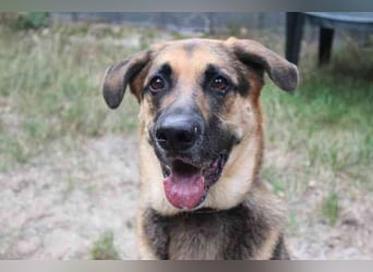 Ivan, Schäferhund-Mix, geb. 2021, ist ein Kuschel- und Couchhund der einen engen Anschluss an die Fa
