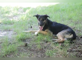 Mäxchen, Schäferhundmischling, geb. 2023, lustiger,liebevoller Rüde