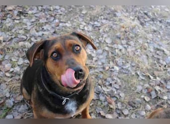 Chanel, Schäferhund-Bracken-Mix, geb. 2020, gut erzogene Familienhündin