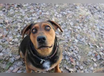 Chanel, Schäferhund-Bracken-Mix, geb. 2020, gut erzogene Familienhündin