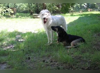 Mäxchen, Schäferhundmischling, geb. 2023, lustiger,liebevoller Rüde