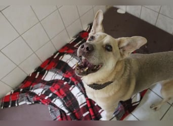 Sultan, Schäferhund- Kangal-Mix, geb, 2012, Sonnenschein sucht letztes Plätzchen