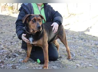 Chanel, Schäferhund-Bracken-Mix, geb. 2020, gut erzogene Familienhündin