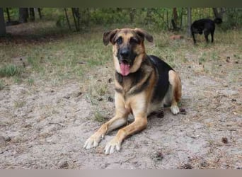 Ivan, Schäferhund-Mix, geb. 2021, ist ein Kuschel- und Couchhund der einen engen Anschluss an die Fa