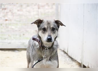 PATEN GESUCHT - Lilo, Schäferhund-Mix-Rüde, geb. 2021, noch keine Vermittlung