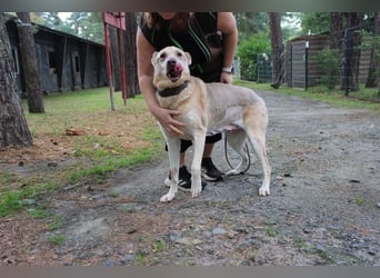 Sultan, Schäferhund- Kangal-Mix, geb, 2012, Sonnenschein sucht letztes Plätzchen