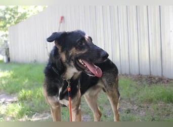 Mäxchen, Schäferhundmischling, geb. 2023, lustiger,liebevoller Rüde
