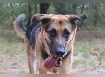 Ivan, Schäferhund-Mix, geb. 2021, ist ein Kuschel- und Couchhund der einen engen Anschluss an die Fa