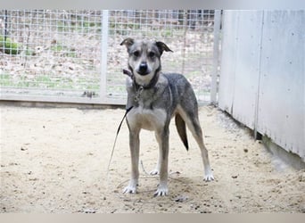 PATEN GESUCHT - Lilo, Schäferhund-Mix-Rüde, geb. 2021, noch keine Vermittlung