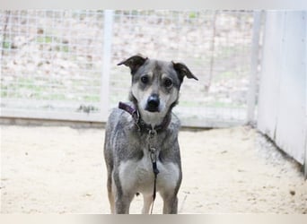 PATEN GESUCHT - Lilo, Schäferhund-Mix-Rüde, geb. 2021, noch keine Vermittlung