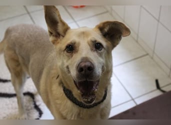 Sultan, Schäferhund- Kangal-Mix, geb, 2012, Sonnenschein sucht letztes Plätzchen