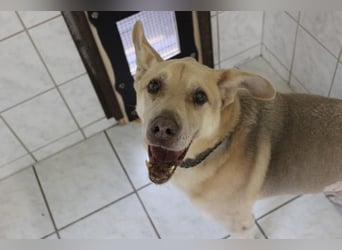 Sultan, Schäferhund- Kangal-Mix, geb, 2012, Sonnenschein sucht letztes Plätzchen