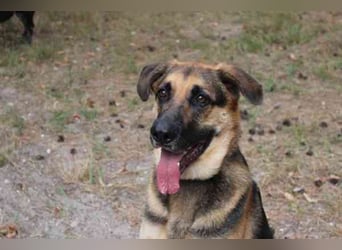 Ivan, Schäferhund-Mix, geb. 2021, ist ein Kuschel- und Couchhund der einen engen Anschluss an die Fa