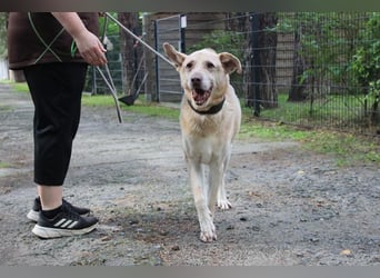 Sultan, Schäferhund- Kangal-Mix, geb, 2012, Sonnenschein sucht letztes Plätzchen