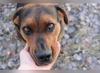 Chanel, Schäferhund-Bracken-Mix, geb. 2020, gut erzogene Familienhündin