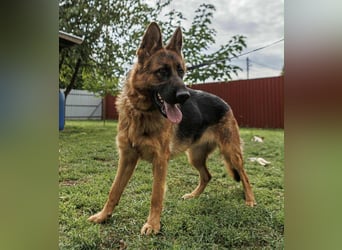 Roxan, 01.2024 geboren, 60cm sucht ihr Zuhause