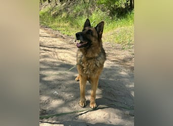 Rexi, ca. 4 Jahre, 60 cm, möchte sein Herz verschenken
