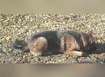 Rexi, 4 Jahre, 60cm sucht seine Menschen