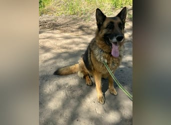 Rexi, ca. 4 Jahre, 60 cm, möchte sein Herz verschenken