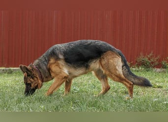 Roxan, 01.2024 geboren, 60cm sucht ihr Zuhause